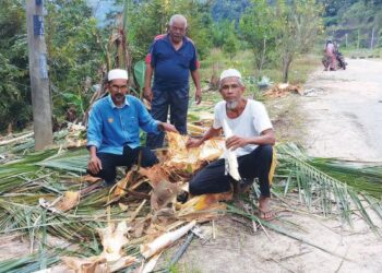 HASSAN Zakaria (kanan) dan Yob Yaacob (kiri) menunjukkan pokok kelapa yang telah dirosakkan sekumpulan gajah di Kampung Landai, Mukim Sok, Baling, Kedah. – FOTO/NORLIA RAMLI