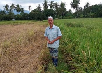 MOHD. Johar Ismail menunjukkan padi yang rosak akibat bena perang di Kampung Dulang Besar, Yan, Kedah semalam.