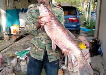 ABD. HADI Sulaiman mencium ikan kelah merah seberat 12.4 kilogram yang dipasarkan pasar harga RM3,100 di Kampung Chegar Perah di Lipis, Pahang. - UTUSAN/HARIS FADILAH AHMAD