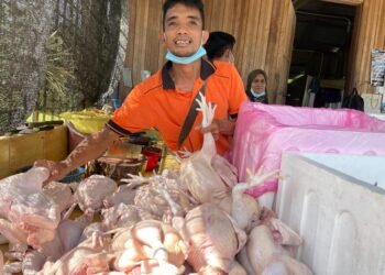 PEMILIK Ayam Serol Sungai Petai di Pasir Puteh, Kelantan, Ahmad Hasbullah Ariffin menunjukkan ayam yang dijual pada harga RM7.80 sejak awal Ramadan dengan memperoleh untung minimum. - UTUSAN/TOREK SULONG