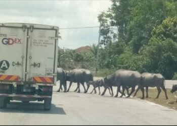 KAWANAN kerbau yang diternak secara lepas melintas jalan utama Pasir Puteh-Gong Kulim sering menggangu lalu lintas di Pasir Puteh, Kelantan.