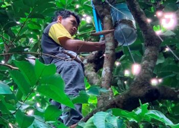 Mohammad Saiful Izwan Mohamad Hilmi memasang router WiFi di atas pokok rambutan di hadapan rumahnya   di Kampung Tembak B, Kuala Ketil bagi mendapat capaian internet.