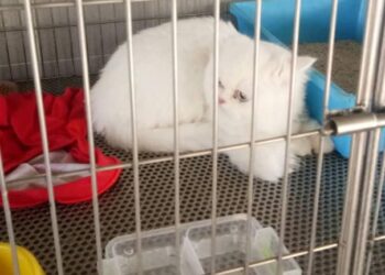 KUCING parsi dari Kemboja yang tiada permit import cuba diseludup masuk oleh wanita warga China di Lapangan Terbang Sultan Abdul Aziz Shah, Subang, Selangor Khamis lalu.