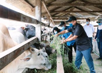 Ronald Kiandee (kanan) memberi makanan kepada lembu di PPK Bernam Jaya, Sabak Bernam, Selangor hari ini-SUMBER KEMENTERIAN PERTANIAN DAN INDUSTRI MAKANAN