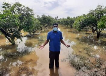 ROSLI Ahmad menunjukkan kebun tanaman mangga Melaka Delight yang masih ditenggelami akibat banjir di Kampung Gelam, Melaka. - MINGGUAN/AMRAN MULUP