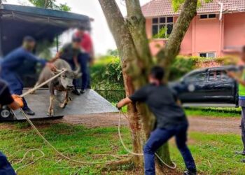 ANTARA ternakan berkeliaran yang ditangkap Majlis Daerah Batu Gajah yang dilaksanakan sejak 2017 hingga September lalu. - FOTO MDBG