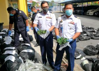 MOHD. Shafie Paing (kanan) menunjukkan daun ketum yang dirampas dalam Op Benteng Laut di perairan Kuala Perlis hari ini.- FOTO/NAZLINA NADZARI