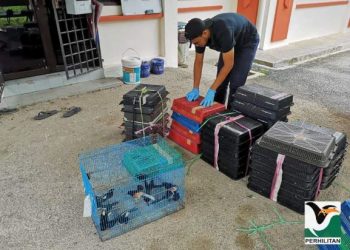 SEBAHAGIAN burung Murai Batu yang berjaya ditemukan ATM ketika cuba dibawa keluar ke Indonesia melalui jalan laut di pesisir Pantai Sungai Rengit, Pengerang, Johor.