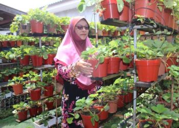 NORIZAN Wahid menunjukkan pokok strawberi tanah rendah ditanamnya ketika ditemui Utusan Malaysia di Taman Desa Permai, Repah, Tampin hari ini.-UTUSAN/NOR AINNA HAMZAH.