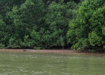 SEEKOR buaya yang kelihatan di tebing muara Sungai Linggi ketika tinjauan Utusan Malaysia di Tanjung Agas, Linggi, Port Dickson hari ini.-UTUSAN/MUHAMMAD IZZAT TERMIZIE.