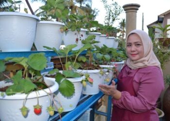 SHARINA Md. Shah menunjukkan pokok strawberi yang ditanam di halaman rumahnya di Taman Pinggiran Golf, Seremban. – UTUSAN/ZAKKINA WATI AHMAD TARMIZI