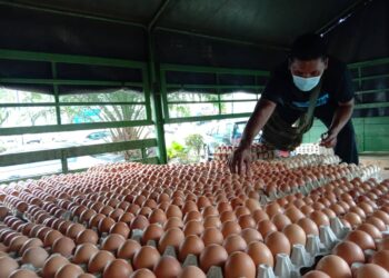 PENIAGA dan pemborong telur ayam di Pulau Pinang. - UTUSAN/NOOR HASLIZA NUSI