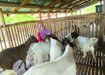 1)	Normawati Mahmood bersama kambing yang diternak.