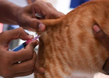 KUCING yang dijangkiti Covid-19 terpaksa dibunuh bagi mengelak menjangkiti orang lain. - AGENSI