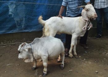 LEMBU kerdil bernama Rani di ladang Charigram, Savar. - AFP