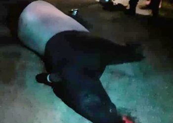 TAPIR jantan seberat 250 kilogram mati dilanggar motosikal dalam kejadian di Kampung Batang Rokan, Gemencheh, Tampin, malam semalam. - UTUSAN/NOR AINNA HAMZAH