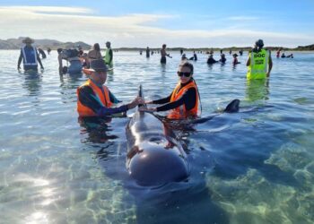 PASUKAN penyelamat berusaha menyelamatkan puluhan ikan paus pilot yang terdampar di Farewell Spit, New Zealand. - AFP