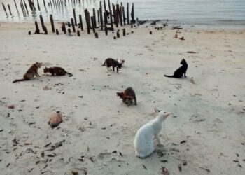 TERDAPAT lebih 300 kucing di Pantai Kucing, Teluk Bahang, Pulau Pinang kini dan semakin bertambah sejak pelaksanaan Perintah Kawalan Pergerakan (PKP). - UTUSAN/SAFINA RAMLI