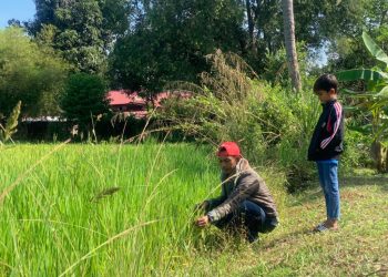 SEORANG penduduk Kampung Lama, Guar Sanji, Arau, Perlis, Noor Irwan Kamis bersama anaknya memakai baju sejuk ekoran suhu dingin ketika meninjau kawasan sawahnya di kampung itu semalam.