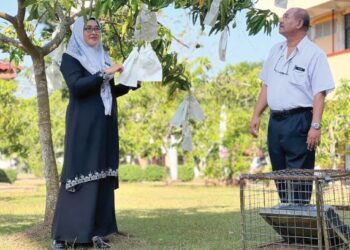 NORYAH Md Noh (kiri) meninjau keadaan pokok mempelam harumanis yang ditanam di sekeliling kawasan sekolah yang memberi pendapatan tambahan kepada sekolah di SMK Arau, Perlis, semalam.- UTUSAN/ASYRAF MUHAMMAD