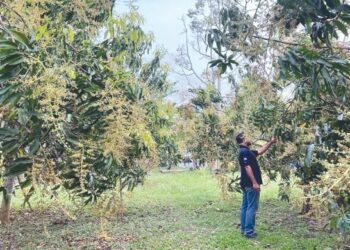 PENGUSAHA harumanis resah hujan berterusan kebelakangan ini menyebabkan jangkaan untuk meraih hasil lebih banyak terbantut di Kangar, Perlis semalam.– FOTO/ASYRAF MUHAMMAD