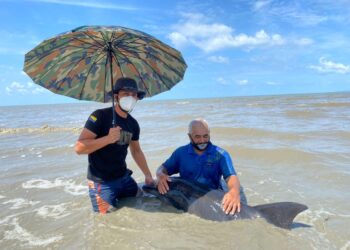SYAMIL ABDUL RAHMAN (kiri) melihat ikan lumba-lumba terdampar di pesisir pantai, Kuala Perlis pada 7 September lalu,- UTUSAN/NAZLINA NADZARI