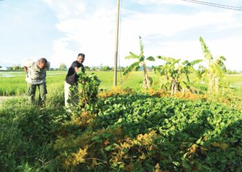 Saliran tidak cekap termasuk gagal disenggara dengan baik turut menjejaskan pengairan cekap di kawasan-kawasan penanaman padi.