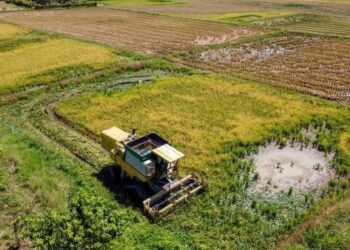 HASIL padi merosot di Perlis dianggarkan sehingga 30,000 tan metrik dengan kerugian mencecah RM36 juta setahun berikutan pelbagai jenis
penyakit khususnya padi angin dan bena perang. Pemandangan dari udara kerja-kerja menuai padi di Guar Sanji, Arau, Perlis. – UTUSAN/SHAHIR
NOORDIN