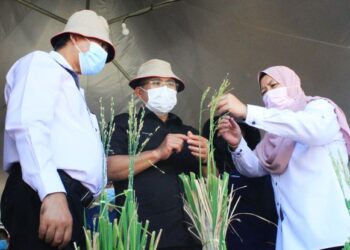 RONALD Kiandee (tengah) , Pengarah Pusat Penyelidikan Padi dan Beras MARDI, Dr. Asfaliza Ramli (kanan) memeriksa padi yang di tanam oleh pihak MARDI semasa tinjauan yang yang dilakukan di MARDI Kepala Batas hari ini. UTUSAN/ MOHAMMAD FIRDAUS AMRAN