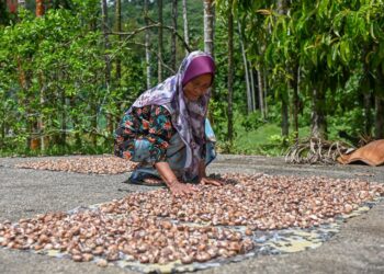 KAMAHAH Sulong menjemur biji pinang berhampiran rumahnya di Kampung Betong, Hulu Terengganu - UTUSAN/PUQTRA HAIRRY