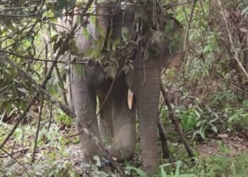 GAJAH jantan liar yang ditangkap di Kampung Darat Teladas, Air Putih di Kemaman, kelmarin.