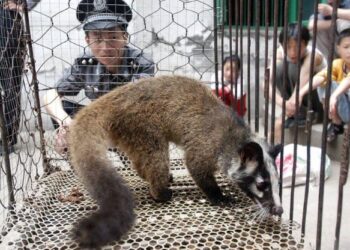 PENDUDUK Wuhan, China, gemar memakan haiwan eksotik kerana ia dikatakan mempunyai khasiat yang tersendiri. – GAMBAR HIASAN/AFP