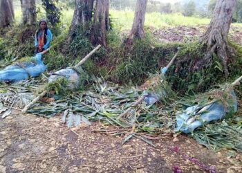 MAYAT mangsa yang terkorban dalam pertempuran antara puak di wilayah Hela, Papua New Guinea pada tahun lalu. - AFP