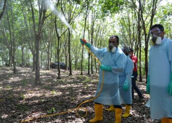 MOHD. Salim Mohd. Sharif (kiri) menyembur racun semburan kulat ke pokok getah sebagai gimik pelancaran Program Pekebun Kecil Makmur dan Pelancaran Gerakan Semburan Penyakit ‘Pestalotiopsis’ di Kampung Lonek, Jempol, Negeri Sembilan.