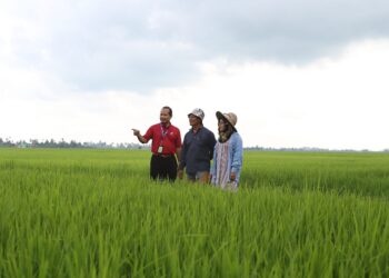 Eksekutif Bekalan, Kompleks Bernas Pering, Nordin Md. Akhir  (kiri) memperkatakan sesuatu kepada Rohani 
Ahmad dan Roslan Yahaya ketika meninjau kawasan tanaman padi di Kampung Pida 6, Jalan Sanglang, Kodiang, Kedah.   UTUSAN/SHAHIR NOORDIN