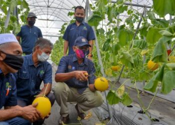 ROSOL Wahid (kanan) memetik buah Melon Manis Terengganu (MMT) di Taman Kekal Pengeluaran Makanan (TKPM) Peradong di Kuala Terengganu, hari ini. - FOTO/PUQTRA HAIRRY ROSLI