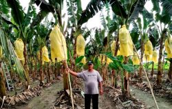 Sawah Padi Jadi Kebun Pisang Utusan Digital