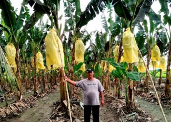 ABDUL Rahim Mansor di kebun pisang yang diusahakannya di atas tanah bekas sawah Parit 8, Chenderong Balai, Sungai Manik, Pasir Salak, Perak. – FOTO/AIN SAFRE BIDIN