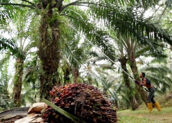 INDUSTRI sawit negara masih menggunakan kaedah konvensional dalam penuaian buah kelapa sawit, selain turut bergantung kepada pekerja asing. – GAMBAR HIASAN