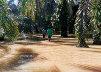 BANJIR menyebabkan aktiviti tuaian buah sawit tidak dapat dijalankan. - AGENSI