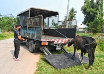 ANTARA haiwan yang ditangkap dan disita dalam operasi khas oleh MPKS di sekitar Kuala Selangor, Selangor, kelmarin.