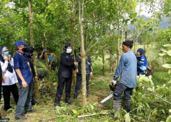 SURINA Saad ketika menyertai operasi menebang pokok ketum di kawasan Felda di Perlis pada 19 Oktober lalu. – UTUSAN/NAZLINA NADZARI