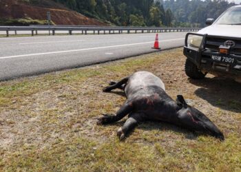 SEEKOR tapir jantan mati dirempuh sebuah Toyota Unser di Kilometer 344.9, Lebuhraya Pantai Timur 2 (LPT2) berhampiran Paka di Dungun, Terengganu, awal pagi ini.