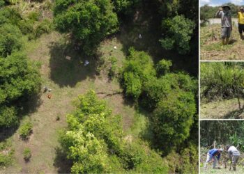 Bagi setiap 20 pokok maya yang ditanam, HLB akan menanam satu pokok sebenar di kawasan Hilir Kinabatangan bagi pihak mereka dan memberikan mereka sijil dengan koordinat lokasi GPS bagi pokok yang ditanam atas nama mereka.