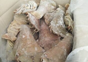 UDANG ketak seberat 70kg yang ditahan Maqis Johor kerana tidak memiliki permit import di Pelabuhan Tanjung Pelepas, Iskandar Puteri, Johor.