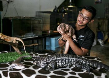 SELAIN Argentina Tegu dan Red Tegu, biawak lain seperti Bearded Dragon (kiri atas) dan Blue Tounge Skink turut dijaga oleh Naufal di kedai haiwan peliharaan, Ultimate Creatures di Seksyen 7, U12 Cahaya Alam, Shah Alam, Selangor. – GAMBAR ZULFADHLI ZAKI