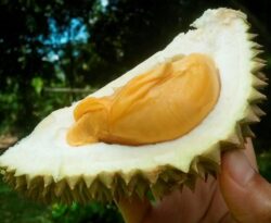 Beli Musang King D24 Pada Harga 77 Sen Anjuran Fama Shopee Utusan Digital