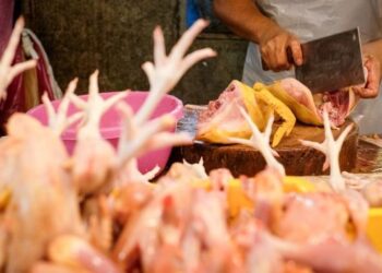 PELADANG didakwa mencatu bekalan ayam di pasaran bagi meraih harga RM11 sekilogram seperti pernah berlaku pada Mei lalu.