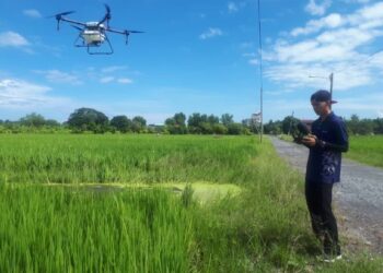 YAP Chee Hian menggendalikan dron untuk kerja-kerja menyembur racun di kawasan sawah padi di Kampung Kuala Sanglang, Alor Setar, Kedah, baru-baru  ini – Utusan/Mohd. Zaid Mohd. Noor