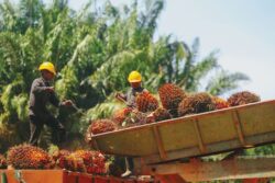 Tipu Timbang Buah Kelapa Sawit, MPOB Ambil Tindakan Lebih Tegas ...